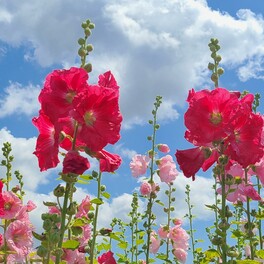 【高知市】初夏を告げる花！青空に向かって真っすぐ咲くタチアオイの花の回廊