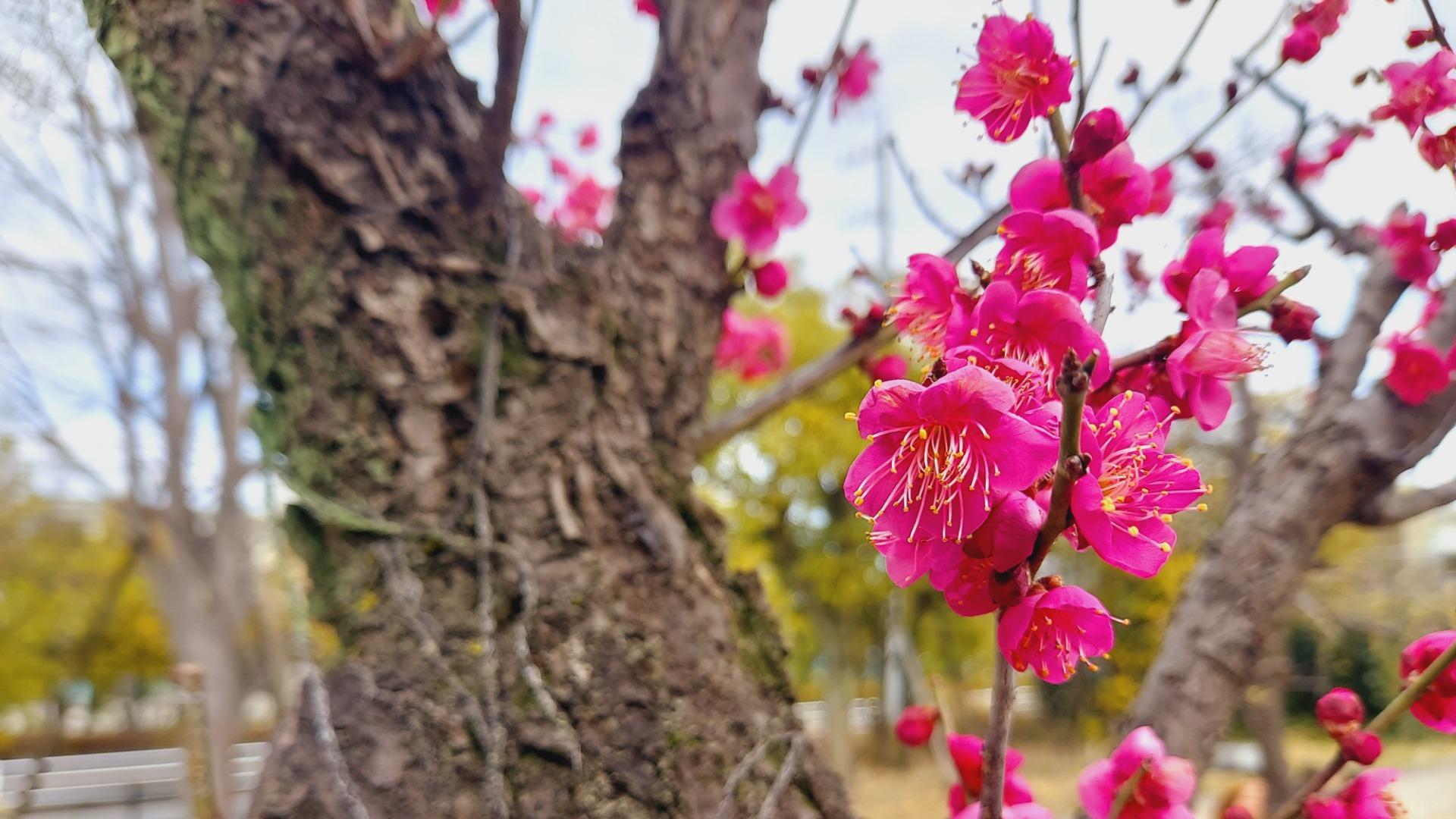 【大垣市】梅の名所「大垣東公園」。現地から咲き具合をリポートしちゃいます！