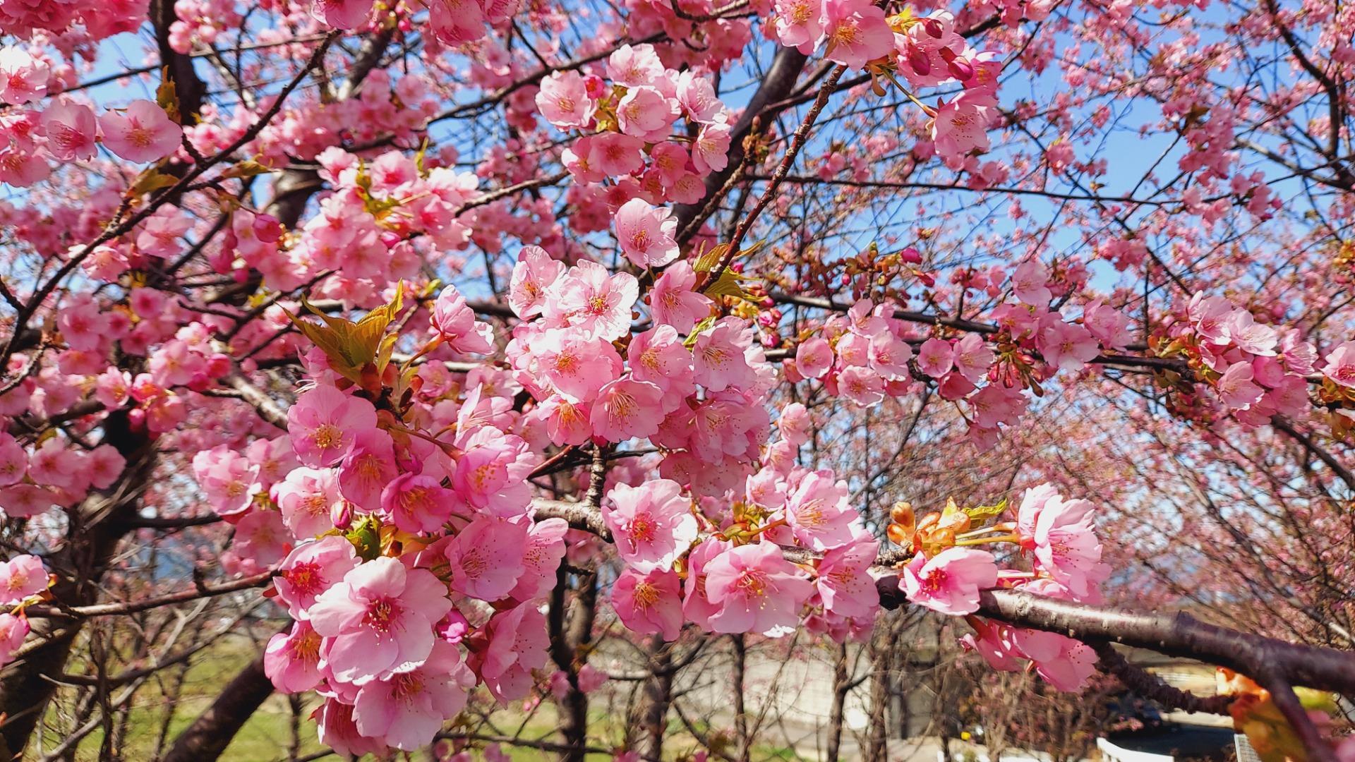 【大垣市】思わずパシャリ！　杭瀬川スポーツ公園の河津桜が見頃を迎えています