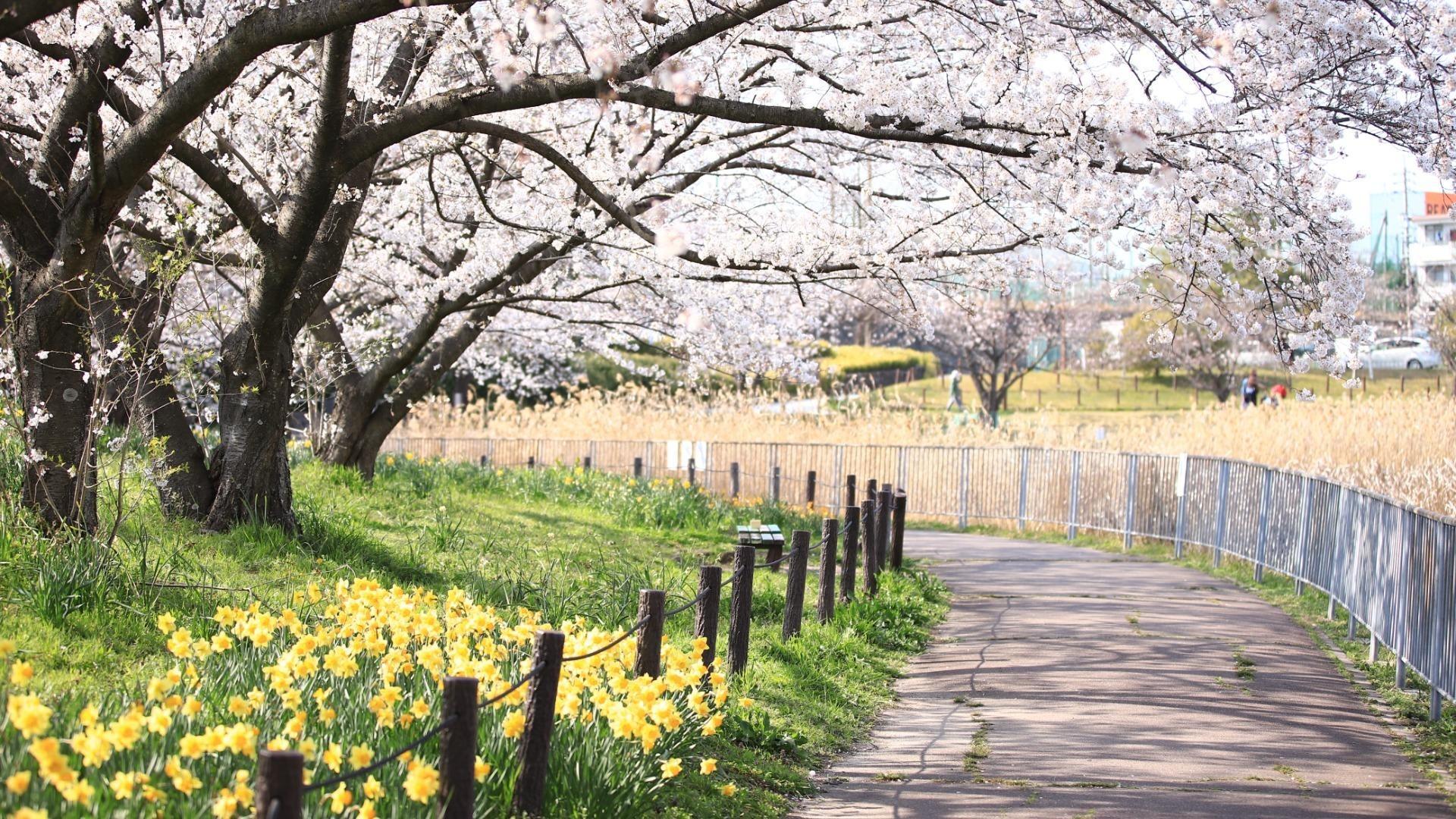 【名古屋市天白区】桜並木とスイセンの共演！活気で満たされる春の絶景「細口池公園」