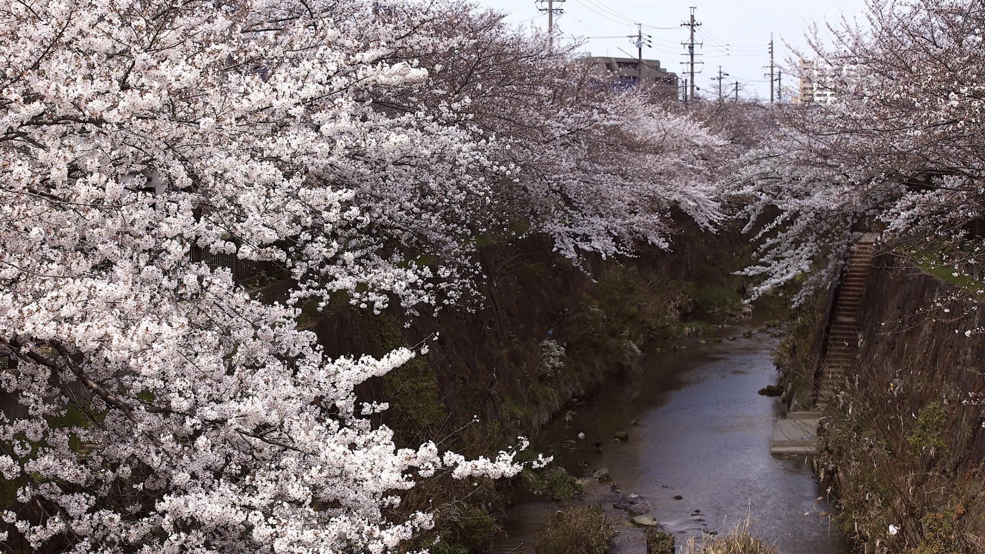 【名古屋市瑞穂区】春の名古屋を象徴する絶景へ。山崎川・四季の道「石川大橋」