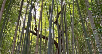【名古屋市緑区】初夏に歩きたい名古屋の緑地・ハイキングコース｜竹林が美しい旧名園「細根山緑地」