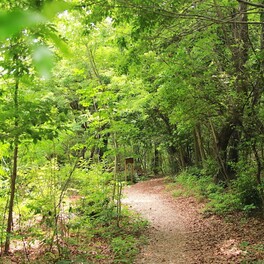 【名古屋市天白区】初夏に歩きたい名古屋の緑地・ハイキングコース｜オアシスの森「相生山緑地」