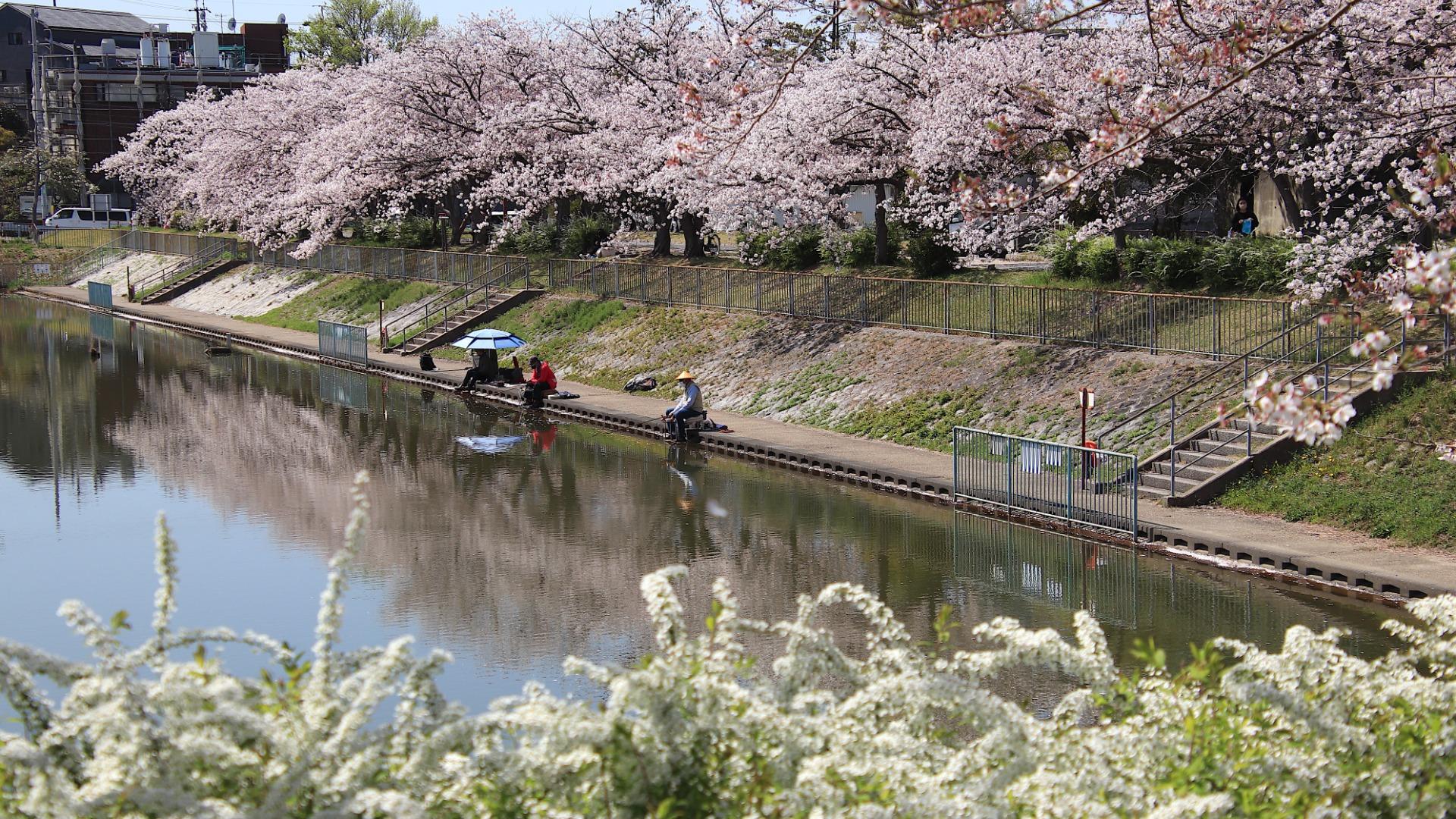 【名古屋市】どこまでも続く桜のトンネル。名古屋の「引き込まれる桜の風景」3選