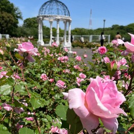 【町田市】バラの香りに癒される！　野津田公園の春のバラが、見頃を迎えています