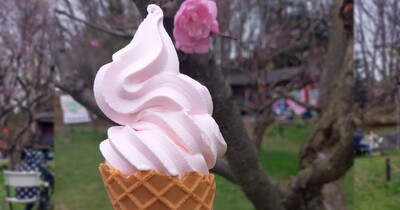 【札幌市清田区】私は花より「梅ソフト」。平岡公園に行ってきました。
