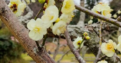 【横浜市港南区】梅の見頃はこれから 桜も待ち遠しい久良岐公園で春の散歩