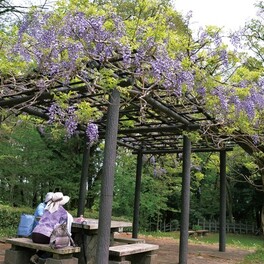 色は紫 香り漂う 片倉城跡公園のフジ〈八王子市〉