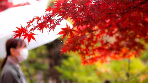 「雨が降ると急に寒く…」秋に感じるワケ 季節を進めるのは実は雨ではなかった？気象予報士が解説