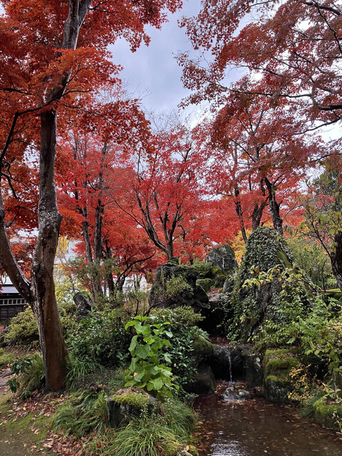 【見頃は11月中旬～】ライトアップで昼も夜も楽しめる！歴史ある美しいもみじの紅葉♪ 長岡市「もみじ園」【新潟県の紅葉特集2026】