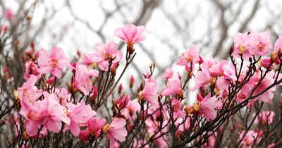 御在所岳でアカヤシオ咲く、山上公園周辺は初夏の花のお楽しみ季節へ