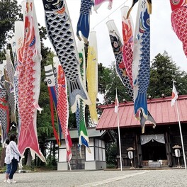 鯉のぼり 空にゆらり 打戻・宇都母知神社に〈藤沢市〉
