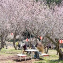 ２月２８日、「うめまつり」開催中の城陽で、梅の花を眺めながらお散歩してきました！【京都府城陽市】