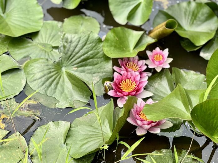 【宇城市】広大な溜池のある公園を歩く「誉ヶ丘公園」。6月～8月が見頃の蓮池が美しい。