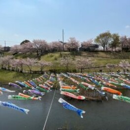 【成田市】第16回 公津みらいまつり 5月10日まで開催！こいのぼりの季節がやって来た