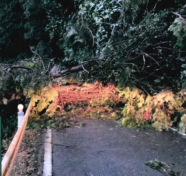 県道奈良名張線で倒木　雨の影響か　名張市薦生