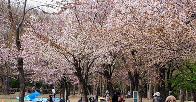 “お花見×バーベキューOK”スポットまとめ…予約不要の公園も！札幌&近郊
