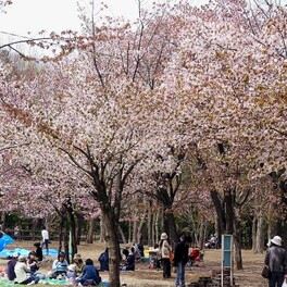 “赏花×烧烤OK”的景点总结…也有不需要预约的公园！札幌&近郊