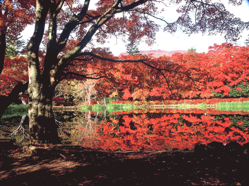 【長野県･紅葉2026】JR軽井沢駅から徒歩で行ける観光地の中の紅葉スポット「雲場池」。ツツジ･カエデ･モミジなどの木々の彩りが池に映り込む秋の景観美｜～11月1日(日)まで『軽井沢紅葉まつり』も開催中！＠軽井沢町
