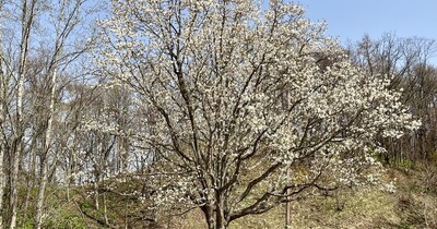 【旭川市】男山自然公園で花を楽しむ！晴天の日にこそ訪れたいスポット！