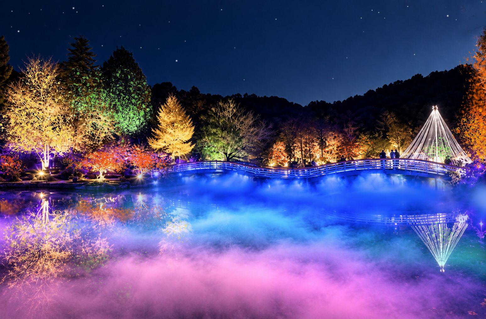 秋の夜、光が彩る幻想的な景色へ。関東で訪れたい「紅葉ライトアップ」9選