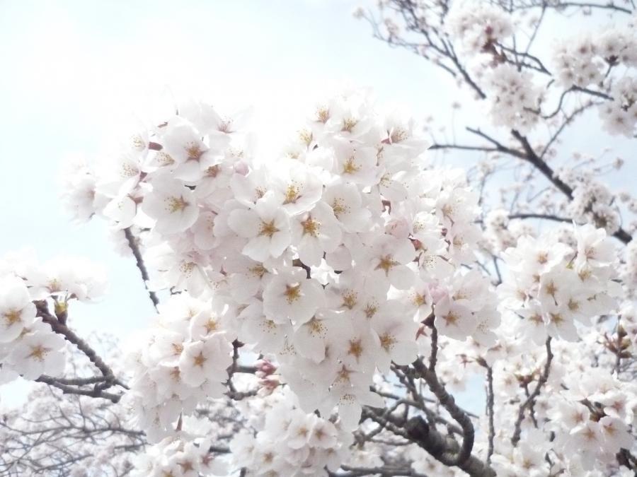 【福島市】桜満開　荒川桜づつみ河川公園　春まつり