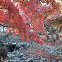 各地で厳しい冷え込み　朝日を浴びて色鮮やかな紅葉とシカ　奈良公園