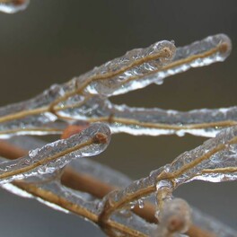 珍しく神秘的「雨氷」　雨の水滴が木に触れた瞬間に凍結　架線が凍り付き…各地で鉄道運休に