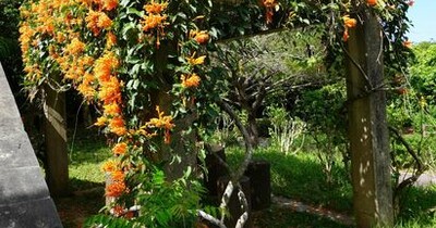 太陽色の花、南の島の公園彩る　カエンカズラ　3月も楽しめる　沖縄・石垣島