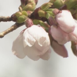 【速報】京都でソメイヨシノが開花　近畿では一番乗り