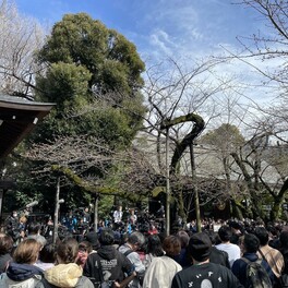 東京の桜　2012年以来の遅咲き　ようやく開花発表　平年より5日遅い春の便り