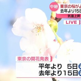 東京で去年より15日遅い開花発表　土日は気温上昇…いつ満開？