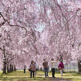 気温ぐんぐん...夏日の花見　白河の公園で見頃、福島県内各地最高気温