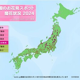 【桜見頃情報】東北各地で桜の見頃を迎える　桜前線は北海道にも上陸