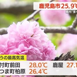 鹿児島県内　２５の観測地点で気温が２５℃超える　桜にかわり藤が見頃に　