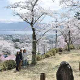 小高い丘、濃淡桜色　長野県下諏訪町の水月公園