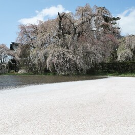 水面に桜のじゅうたん　強風で花びら一気に落ちる