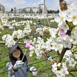 ナシの花満開　栃木・宇都宮で人工授粉作業ピークに