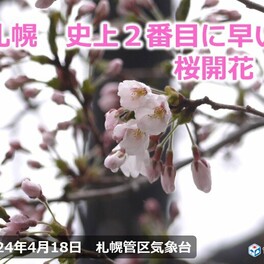 札幌で桜開花　史上2番目の早さに