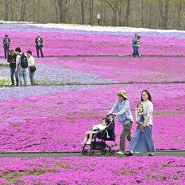 まるで春色のじゅうたん　栃木・市貝でシバザクラが満開　28万株咲き誇り甘い香りも