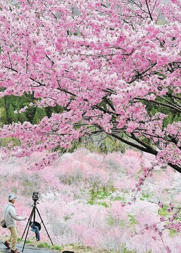 【桜紀行】桜峠のオオヤマザクラ（福島県北塩原村）　眼下に花の雲