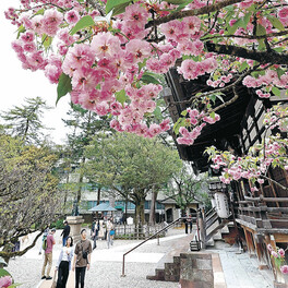 菊桜見頃、心和ませ　尾山神社