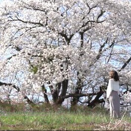 以季节末期的樱花岩手山为背景，沉甸甸的“为内的一本樱”雫石川园地1.5公里的樱花树“岩手县”