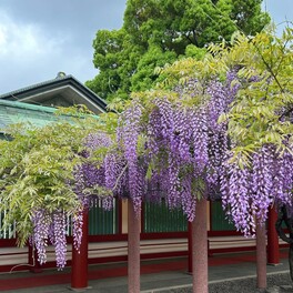 日枝神社の藤棚が見頃　参拝者に藤の香り届ける