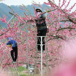 「遅霜や高温に気が抜けない」桃畑はあっという間に満開　品質の高い実を届けるため摘花は大忙し