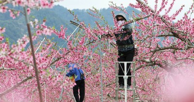 「遅霜や高温に気が抜けない」桃畑はあっという間に満開　品質の高い実を届けるため摘花は大忙し