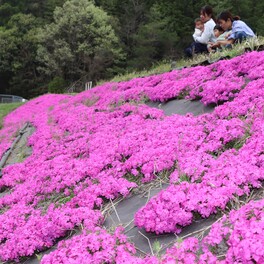 春色まばゆく　斜面に咲く「シバザクラ」見頃　景観美化へ数年かけ植樹／兵庫・丹波市