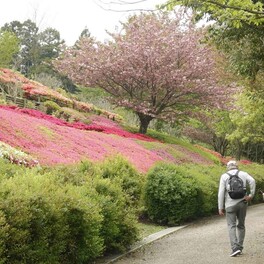 与4万株鲜艳的杜鹃花、八重樱的竞演也在县立爱川公园举行了29日的祭典