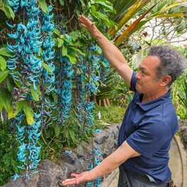 熱川バナナワニ園でヒスイカズラが見頃　日本では同園発祥の珍色植物