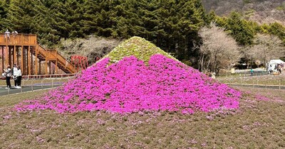 芝桜のピンクのじゅうたんに、映えるフォトスポットやピーターラビットの庭も登場! 「富士芝桜まつり」【編集部リポート】